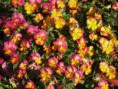 /album/un-mondo-di-viole/viole-1-aprile-jpg/